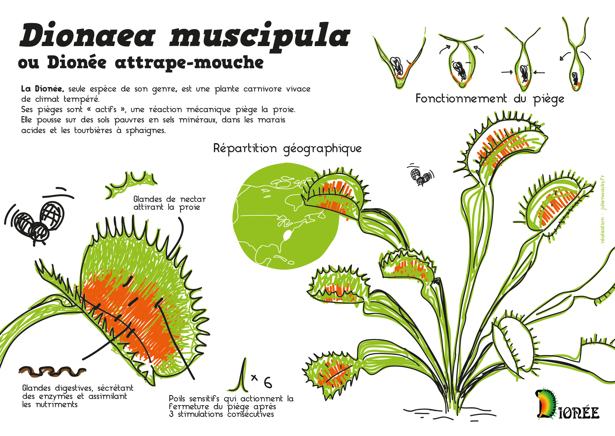 Dionaea muscipula – Dionée attrape mouche